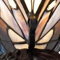 Mandy Tiffany Butterfly Table Lamp additional 7